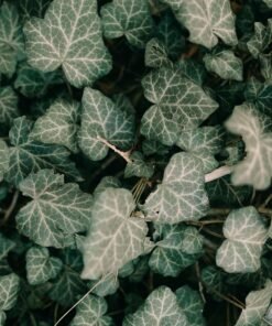 Festive Decor & Gifting